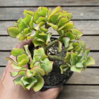 Crassula arborescens (arvorezinha - vaso11) - Foto 2