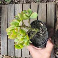 Crassula arborescens (arvorezinha - vaso11) - Foto 3