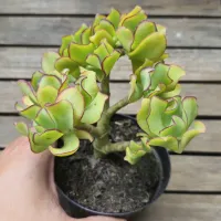 Crassula arborescens (arvorezinha - vaso11) - Foto 4
