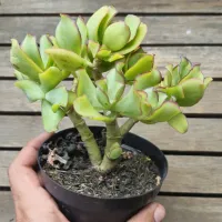 Crassula arborescens (arvorezinha - vaso11) - Foto 5