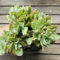 Crassula arborescens (arvorezinha - vaso11) - Foto 6