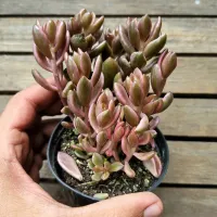Lenophyllum 'Chocolat and Strawberry' (vaso9) - Foto 2