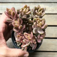 Lenophyllum 'Chocolat and Strawberry' (vaso9) - Foto 3
