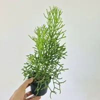 Hatiora cylindrica (vaso11)