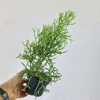 Hatiora cylindrica (vaso11) - Foto 2