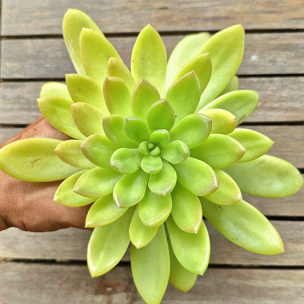 Pachyveria verde limão (vaso11)