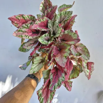 Begonia 