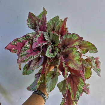 Begonia 'Beleaf' rosa e prata (vaso11) - Foto 2