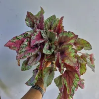 Begonia 'Beleaf' rosa e prata (vaso11) - Foto 2