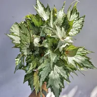 Begonia 'Beleaf' verde e prata (vaso15)
