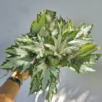 Begonia 'Beleaf' verde e prata (vaso15) - Foto 2