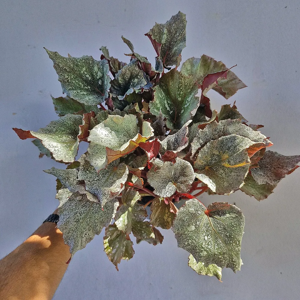 Begonia 