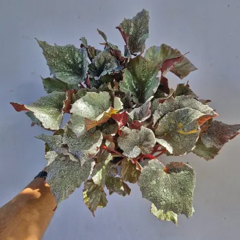 Begonia 