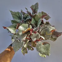 Begonia 'Beleaf' prata verso vermelho (vaso11)