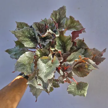 Begonia 'Beleaf' prata verso vermelho (vaso11) - Foto 2