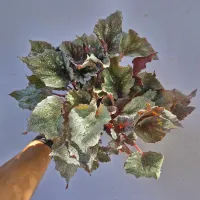 Begonia 'Beleaf' prata verso vermelho (vaso11) - Foto 2