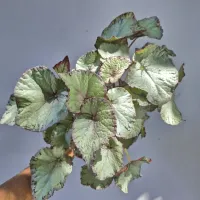 Begonia 'Beleaf' prata (vaso15)