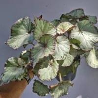 Begonia 'Beleaf' prata (vaso11) - Foto 2