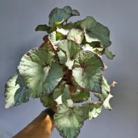 Begonia 'Beleaf' prata (vaso11) - Foto 3
