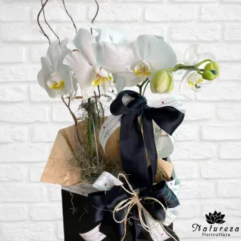  Orquídea Phalaenopsis branca   na sacola  - Foto 2