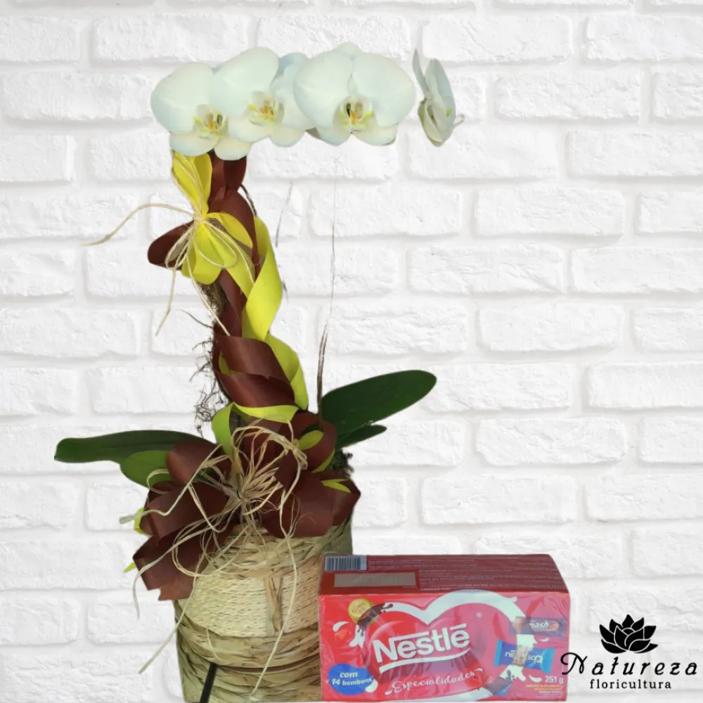 Orquídea Phalaenopsis branca  no cachepot  com chocolate 
