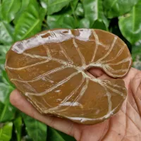 Xícara philodendron gloriosum (xic 7cm diâmetro- pires 9cm diâmetro) - Foto 3