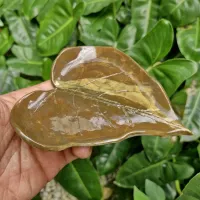 Xícara philodendron hederaceum (xic 7cm diâmetro - pires 9cm diâmetro) - Foto 2