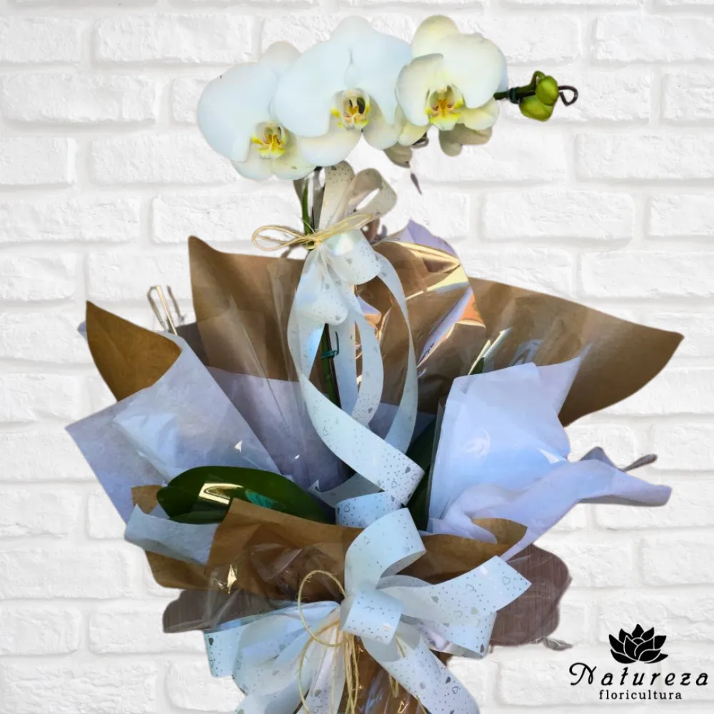 Orquídea Phalaenopsis branca 