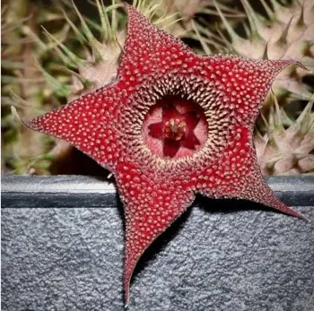 Huernia pillansii híbrida (vaso11 cheio)