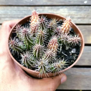 Huernia pillansii híbrida (vaso11 cheio) - Foto 2