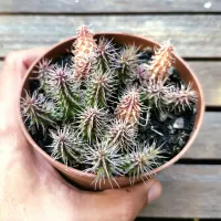 Huernia pillansii híbrida (vaso11 cheio) - Foto 2