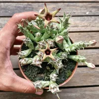 Orbea deflersiana (vaso11)