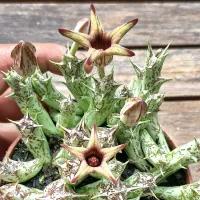 Orbea deflersiana (vaso11) - Foto 2