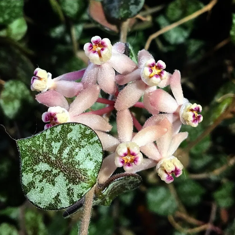 Hoya curtisii (vaso9)