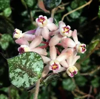 Hoya curtisii (vaso9)