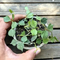 Hoya curtisii (vaso9) - Foto 2