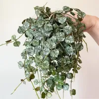 Hoya curtisii (vaso9) - Foto 3