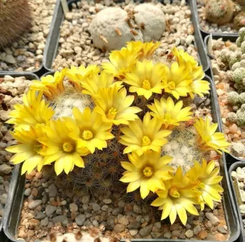 Mammillaria baumii (vaso6)