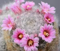 mammillaria glassii v nominis dulcis (vaso6)