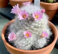 mammillaria glassii v nominis dulcis (vaso6) - Foto 3