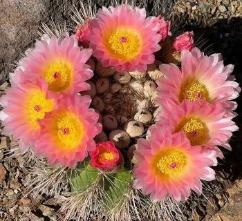 Notocactus roseoluteus (vaso6)