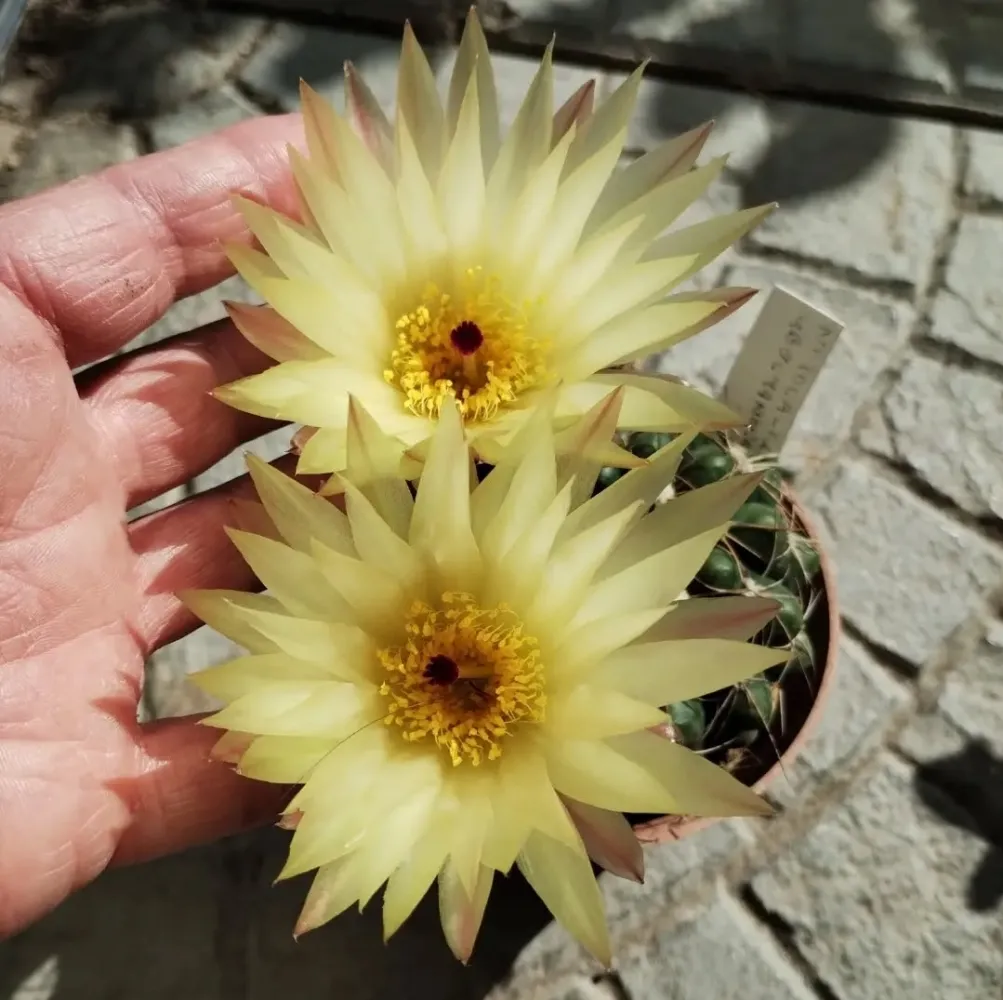 Notocactus uebelmanianus var. flaviflorus (vaso6) Imagem