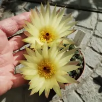 Notocactus uebelmanianus var. flaviflorus (vaso6)