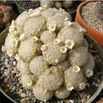 Mammillaria plumosa (vaso6)