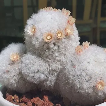 Mammillaria bocasana var splendens (vaso6)