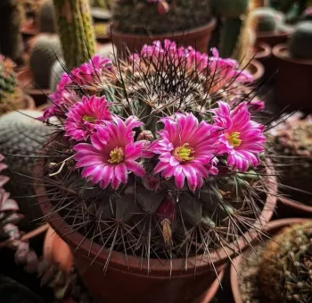 Mammillaria melanocentra var. rubrograndis (vaso6)
