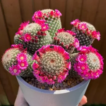 Mammillaria matudae (vaso6)