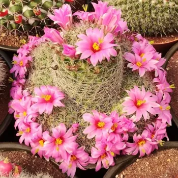 Mammillaria alamensis (vaso6)