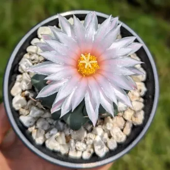 Thelocactus rinconensis (vaso7)