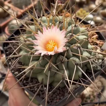 Thelocactus rinconensis (vaso7) - Foto 2